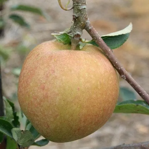 Apple Cornish Aromatic