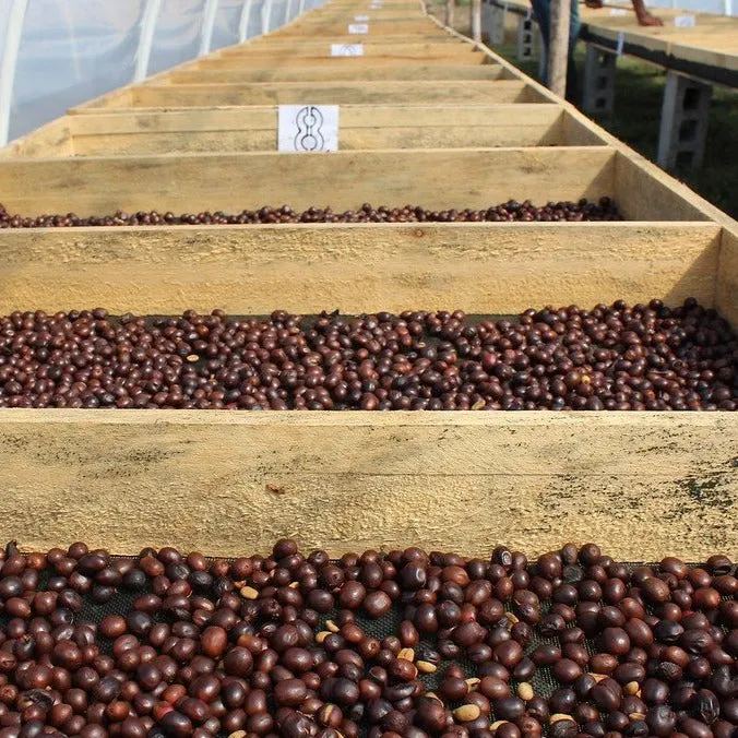 Finca San Isidro III, 72hr Macerated Natural - Copan