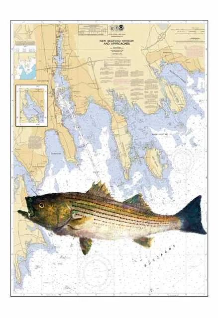 New Bedford with Striped Bass